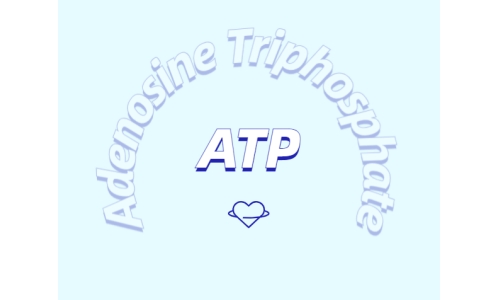 ATP在體育鍛煉中有什么作用？