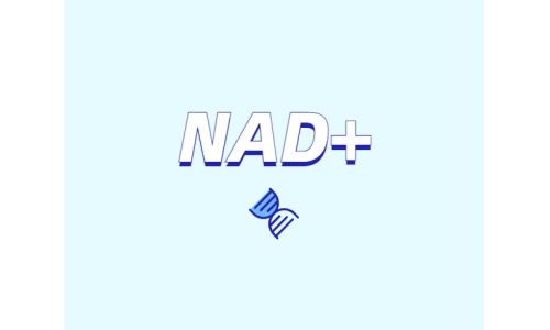 選擇NMN還是NR？